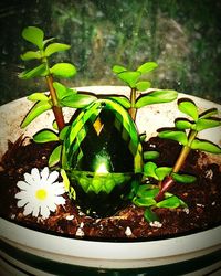 Close-up of potted plant