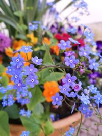 Close-up of fresh white flowers blooming outdoors