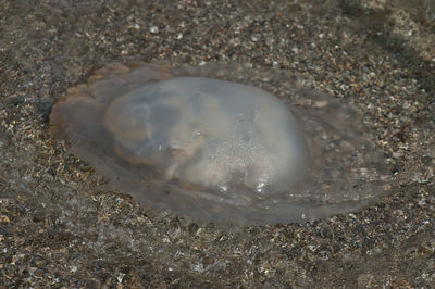 High angle view of crab on beach