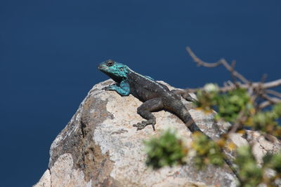 Lizard on rock