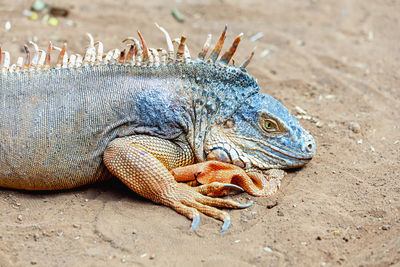 Close-up of iguana on field