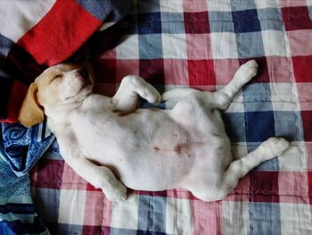 High angle view of dog lying at home