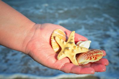 Cropped hand of woman holding seashells with starfish at beach