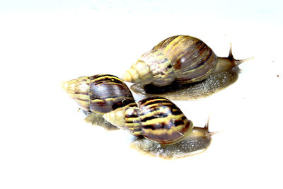 Close-up of snail against white background