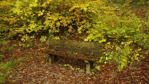 Bench by plants in park during autumn