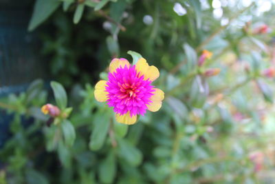 flowering plant