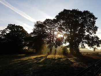 Close-up of wet tree against sky during sunset