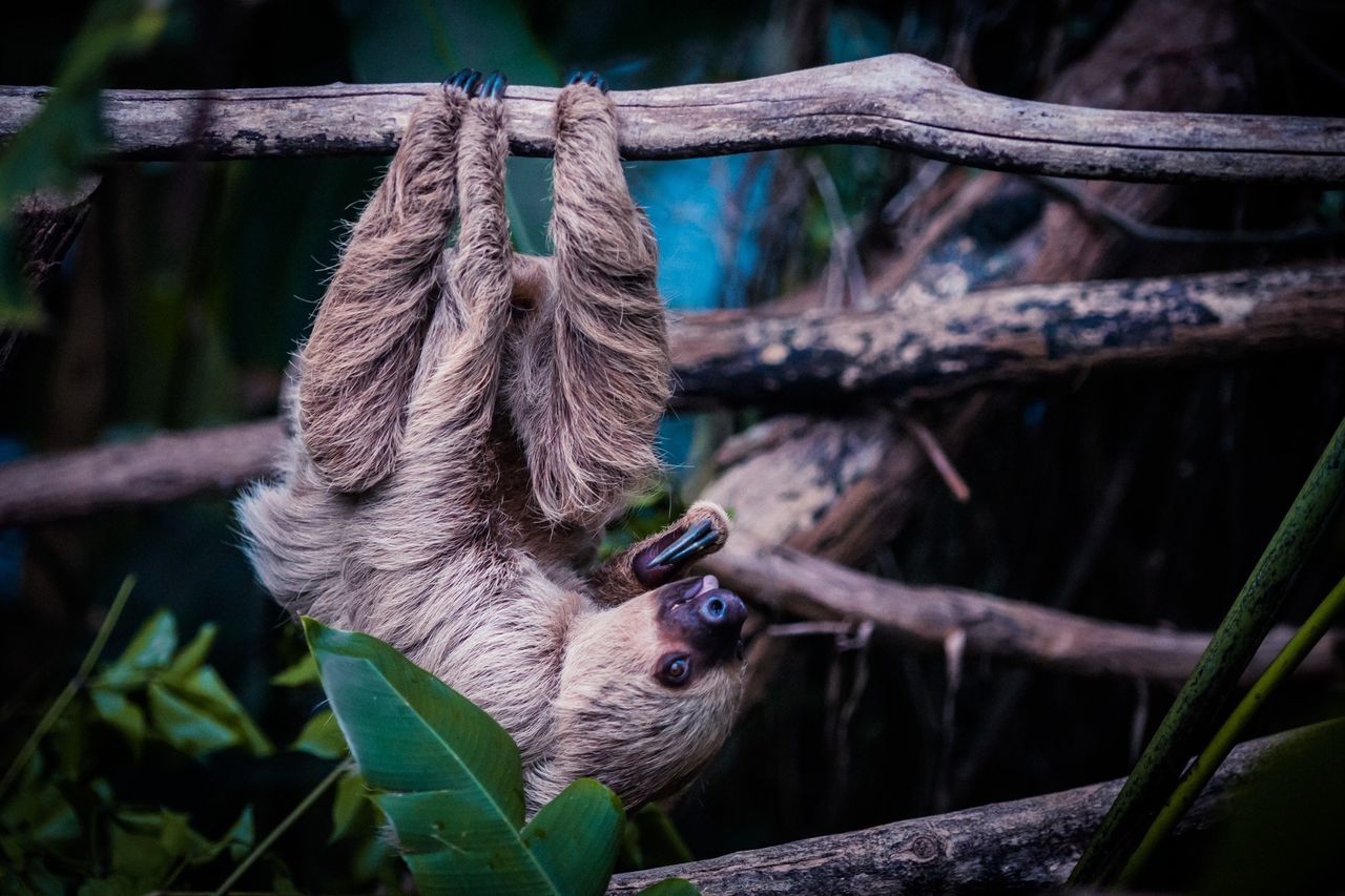 animal themes, one animal, wildlife, animals in the wild, mammal, branch, two animals, wood - material, focus on foreground, nature, selective focus, tree trunk, domestic animals, outdoors, close-up, day, zoology, no people, pets, tree