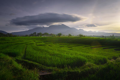 Scenic view of agricultural field against sky