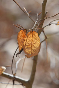 Close-up of dried autumn leaf on twig