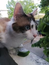 Close-up of a cat looking away