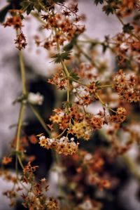 Close-up of flowering plant