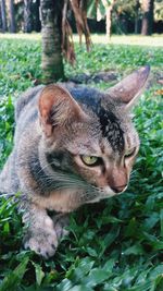 Close-up of a cat