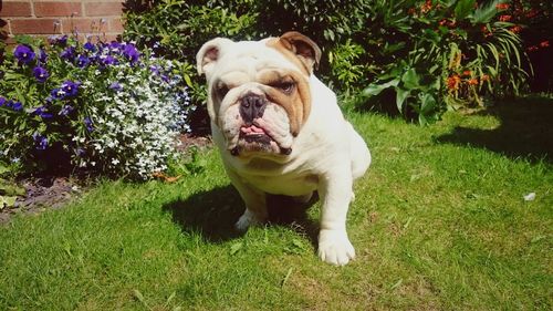 Portrait of dog standing on field