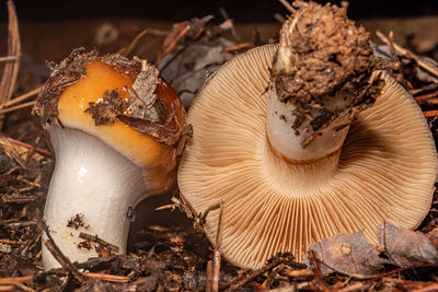 mushroom