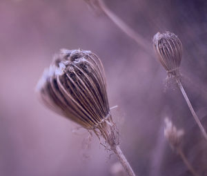 Close-up of plant against blurred background