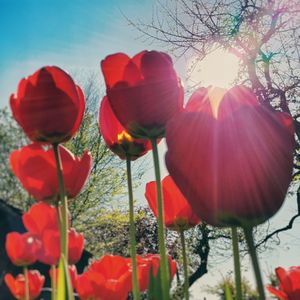 Close-up of red poppy flowers blooming against sky