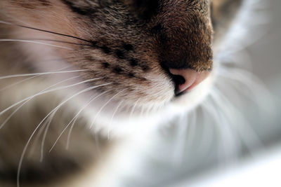 Close-up of cat nose