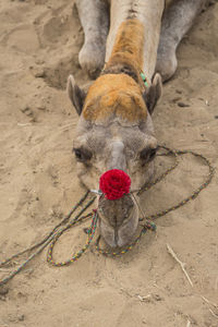 High angle view of horse on sand