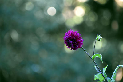 Close-up of purple flowering plant