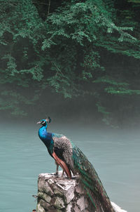 Bird perching on a tree