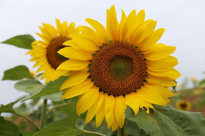 Close-up of sunflower blooming against sky