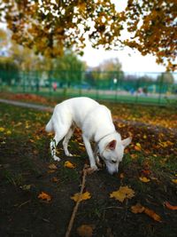 Autumn walk of a white dog