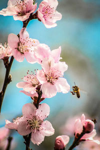 Close-up of pink cherry blossom