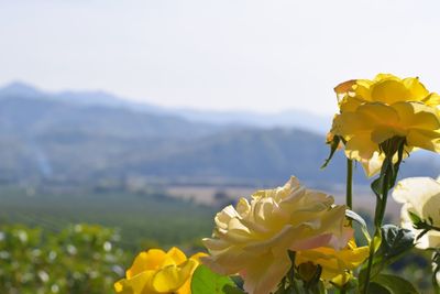 Close-up of yellow flowering plant