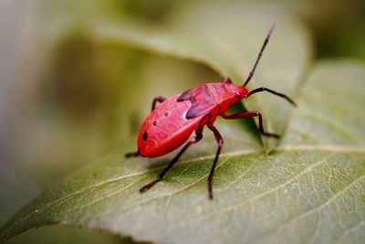 Close-up of kapok bug nymph in nature
