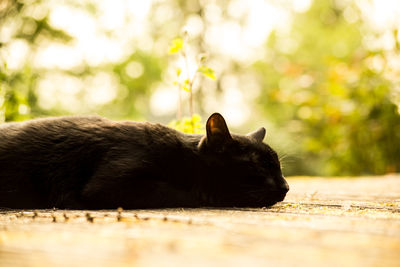 Cat sleeping outdoors