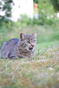 Close-up of cat