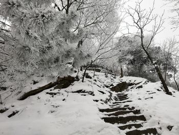 Bare trees on snow covered field