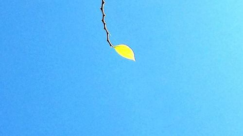 Close-up of balloons against blue sky