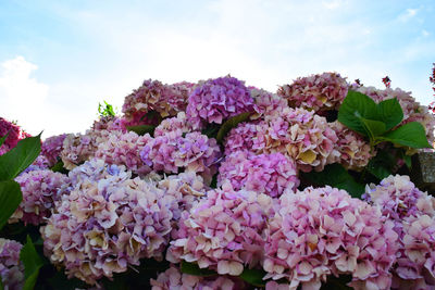 Close-up of pink flowering plants against sky