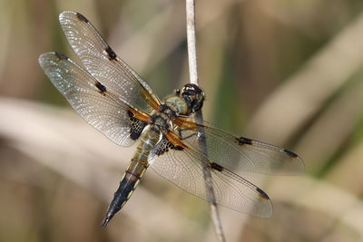 Close-up of dragonfly on leaf