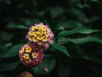 Close-up of pink flowering plant