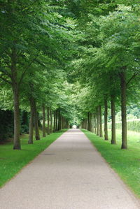 Road amidst trees in park