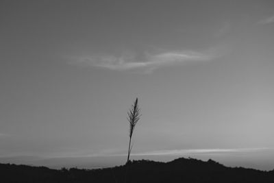 Low angle view of silhouette trees on field against sky