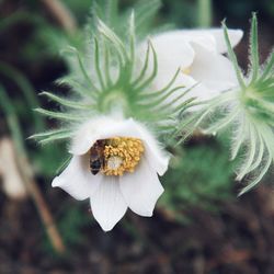 Close-up of white flowering plant