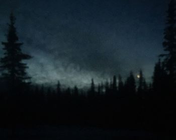 Low angle view of trees against sky at night