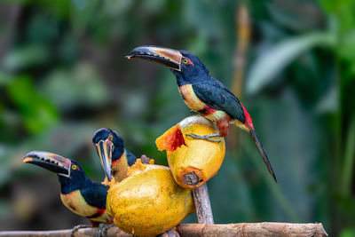 Close-up of bird perching on tree