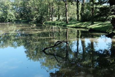 Scenic view of lake in forest