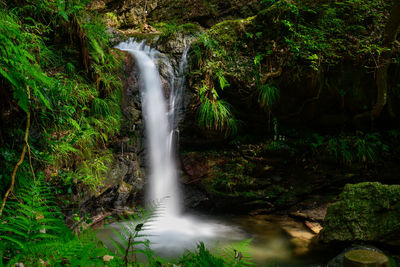 Scenic view of waterfall in forest