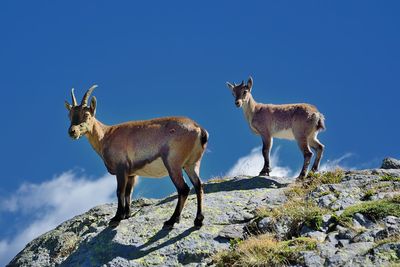 Deer standing on rock against sky