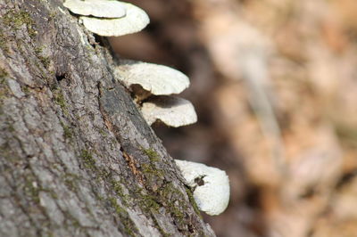 Close-up of lizard on tree trunk