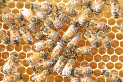 Close-up of honey bee on honeycomb