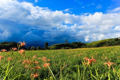 Scenic view of field against cloudy sky