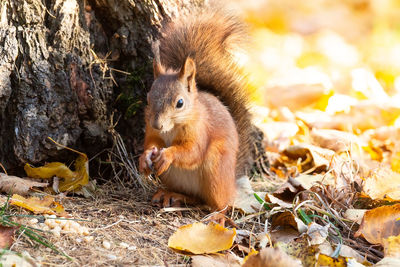 Close-up of squirrel eating leaves on field