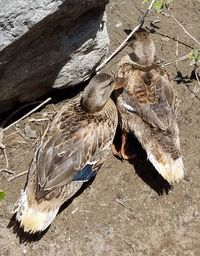 Close-up of bird